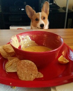 sherlock-thecorgi:  “I see you have chips and queso. I also like chips and queso.”  Cute!
