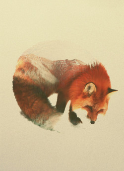 bestof-society6:    ART PRINTS BY ANDREAS LIE  Snow Fox Polar Bear Buffalo Norwegian Woods: The Grey Wolf Norwegian Woods: The Owl Deer Fawn Horse   Also available as canvas prints, T-shirts, Phone cases, Throw pillows, Tapestries and More!   