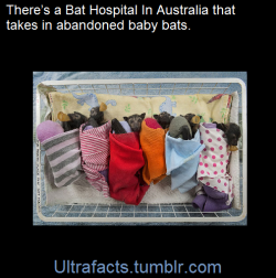 ultrafacts:  1017sosa300:  ultrafacts:    The fruit bat pups at the Tolga Bat Hospital in the Atherton Tablelands are brought in when they are afflicted by tick paralysis or when their mothers have died or become too ill to feed them.. Volunteers at the