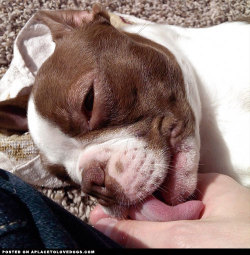 aplacetolovedogs:  Sweet Boston Terrier giving mommy some love licks. Thank you for being such a good mommy to me  @bostonrapterriers For more cute dogs and puppies