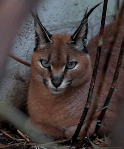 delano-laramie:  biomorphosis:  Caracal also known as desert lynx, can survive for long periods without water. Their ears are larger than other big cats, allowing them to navigate preys and escape danger better. They are known for their bird-catching