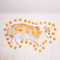 corgi-addict:  Tangerine Corgi (Inspired by Marutaro)
