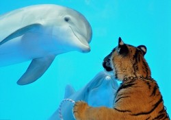 wonderous-world:  Staff was taking six-month-old tiger cub Akaasha on her daily walk around the Six Flags Discovery Kingdom when she saw Mavrick, a 14-month-old Atlantic bottlenose dolphin. The pair examined each other from all angles possible - then