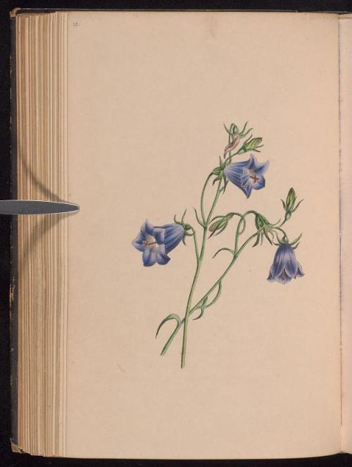heaveninawildflower:  Harebell and Everlasting. Flowers for August taken from  ‘Le Bouquet des Souvenirs’  by J. S. Henslow.Published 1840 by   Robert Tyas, 8, Paternoster Row. Chicago Botanic Garden, Lenhardt Library.archive.org