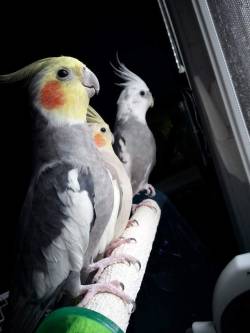 parrot-pictures:Another pic of my gang. Just the tiels though.