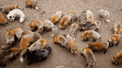 neuroxin:  sara-meow:  expeliamuswolfjackson:  red foxes at the zao fox village in japan   Can someone please take me here dammit ToT  that last fox face tho holy dogs so cute 