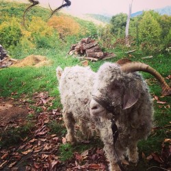 yellowtulipfinch:  Why yes, we did bring an angora goat to the Mountain. 
