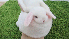 meikone:  Baby Bunny (x) 