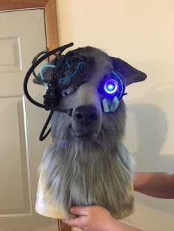 Locutus of Bork by Mithacal CreaturesTwitter sourceAKA Example #3753239832 why fursuits are fucking awesome :O