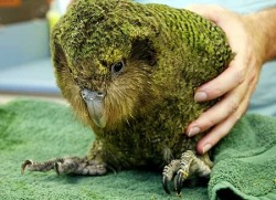history1970s:  respexual:  lesburrito:  fullmetal-ravioli:  The kakapo is a critically endangered species of large, flightless, nocturnal, ground-dwelling parrot of the super-family Strigopoidea endemic to New Zealand. It has finely blotched yellow-green
