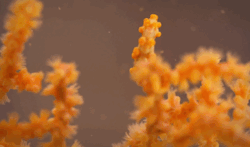 kqedscience:  Do pygmy seahorses search for a coral that matches their color, or do they change their color to match the coral?  Learn more in Pygmy Seahorses: Masters of Camouflage, the premiere video for our new science series, Deep Look. Watch on