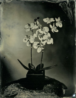 brookelabrie:  Orchid Flower Tintype Photograph{ now available in my etsy shop }© BL  Slowly but surely getting better