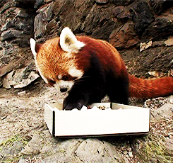 bryanthephotogeek:  everkings:  courageousbox:  a red panda eating sushi.  This is the best thing I have ever seen on the internet.   Life feels better now   Master Shifu