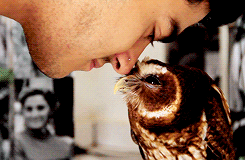 hauntedmilk:  why is an owl prettier than me why does an owl get nose rubs by hottie why god why 