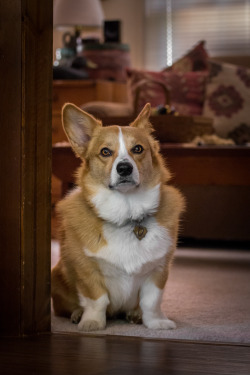 otisthecorgi:  Before his morning meal.  After his morning meal.  