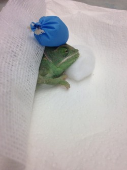 impossibilityintoreality:  So I work at a pet hospital, and we got a sick chameleon today that we had to treat. Needless to say we got a little attached to her and named her Susan. Her pillow was a cotton ball, her blankets were gauze squares and her