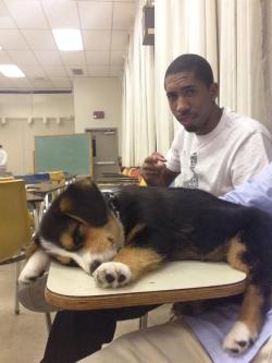 bookipsies:  awwww-cute:  My friends corgi fell asleep in class  What fucking willy wonka school do these people go to where they can bring FUCKING SLEEPY PUPPIES 