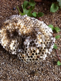 Just took out a huge wasp nest on my back porch. It was an infestation of atleast 50 wasps! So long bitches&hellip;&hellip;.