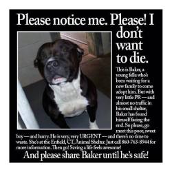 princessfuckingprivilege:  predictablecitylife:  BAKER Pit Bull Terrier: An adoptable dog in Enfield, CT ***Baker is EXTREMELY URGENT*** Baker (AKA Romeo) was abandoned on the streets by a prior owner.  He was picked up not too far from where we believe