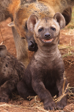 jaideputa:  Cuando una hiena es más fotogénica que tú.. 