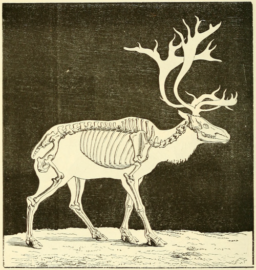 nemfrog:Fossil reindeer. La terre avant le déluge. 1874.Internet Archive