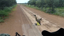 comic-chick:  wombattea:sizvideos: How to catch an emu - Video  LET ME TELL YOU A THING THIS IS A LEGIT THING THIS IS LITERALLY WHAT PEOPLE DO TO GET EMUS TO COME CLOSE Apparently you lie on the ground on your back and move your arms and legs. And the