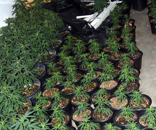Marijuana plant male or female