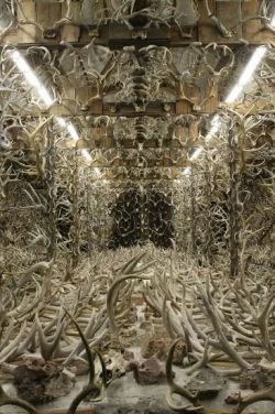 crossbow-hunter:   Jim Phillips, 59, has been hunting shed antlers Montana public lands for the past 50 years. This Three Forks native’s phenomenal shed antler collection comprises some 14,500 sheds displayed from floor to ceiling—inside a 30 x 64-foot