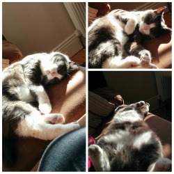 derpycats:  Derping in the sun.
