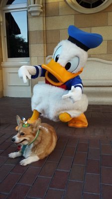 callofthenerd:  My friend posed her dog with Disney characters at Disney world