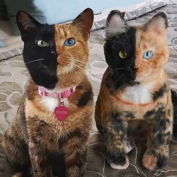 catsbeaversandducks:  This Company Makes Exact Plush Toy Copies Of Your PetsThe Cuddle Clones toy company makes custom plush-toy replicas of pets from photos sent in by their clients.The company’s founder, Jennifer Graham, came up with the idea for