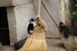 thestalkerbunny: Familiars practicing for when their Witch takes them on their first broom ride