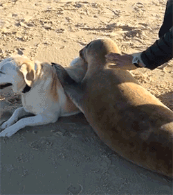 marcojoceph:  “Hello land dog, I am sea dog” 