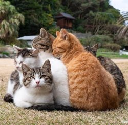 happifying-things:Cat pile