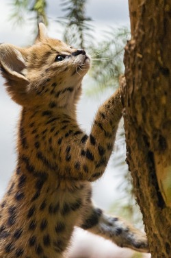 ilaurens:  Serval kitten trying to climb - By: (Tambako The Jaguar) 