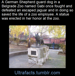 ultrafacts:  In the 1980s an eight-year-old German Shepherd, Gabi, was adopted by the zoo and became an informal security guard. On the night of June 22, 1987, she was patrolling the zoo with guard Stanimir Stanić and a male German shepherd. In the