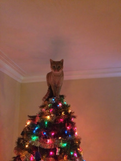 retrogradeworks:  awesome-picz:    Cats Helping Decorate Christmas Trees.  This is also why I don’t put up a tree any longer. 