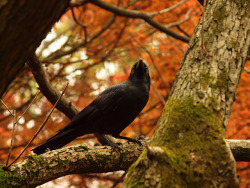 corvis-vulpus-lupus:     A crow at Rikugien by ranggapb on Flickr.  