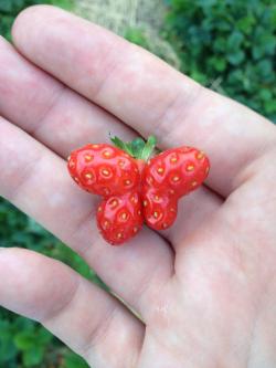 jnc-ink:  dynastylnoire:  plantcreep:  shypetals:  So cute  ITS A STRAWBERRY BUTTERFLY  Strawberfly  Butterberry 