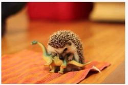 jtchubbycheeks:brontozaurus: asliceofmysoul:  Reenactment of how the dinosaurs became extinct.  Yes this is 100%accurate.  Wow I love the science side of tumblr 