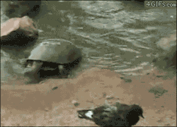 jumpingkai:  sonoanthony:  Bitchhhhhhhh  I didn’t know turtles were about that life!!!