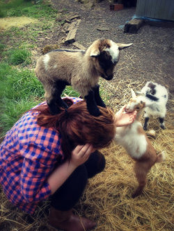 sleeping-with-austin-and-vic:  et-in-arkadia:  anactualbear:  xjohndeeregirlx:  Went Goat shopping today..This baby girl claimed me as her own before I could even decide.  oh my god oh my god  things to do: goat shopping  OMG &lt;333 