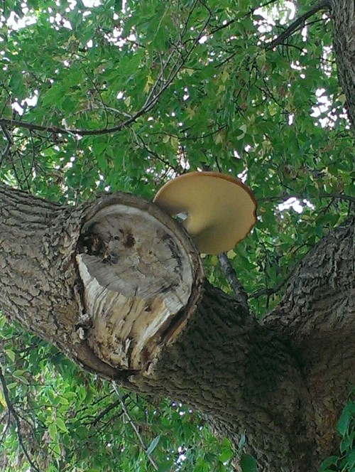 big mushroom on tree
