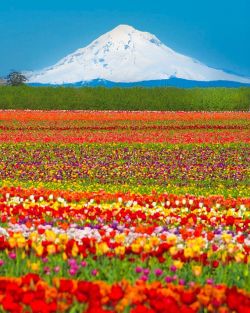 Welcome to the kaleidoscope (tulip fields and Mt. Hood, Oregon)