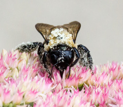 jmg-photography:   Carpenter Bee covered in pollen (Xylocopa)  