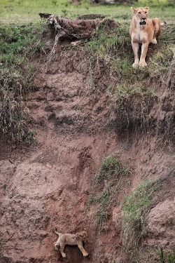 nieuwebegin:  whatshewanted:  wolverxne:  Cliffhanger by: Jean-Francois Largot - Masai Mara game reserve, Kenya Clinging on for dear life to the side of a vertical cliff, the tiny lion cub cries out pitifully for help. His mother arrives at the edge