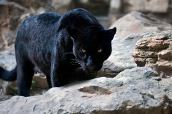 A black panther is focused on me… by *Seb-Photos .