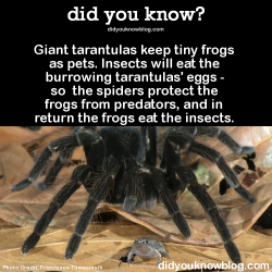 bogleech:  did-you-kno:  Giant tarantulas keep tiny frogs as pets. Insects will eat the burrowing tarantulas’ eggs - so the spiders protect the frogs from predators, and in return the frogs eat the insects. Source  This has blown my mind for years.