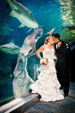moniquill:  bearhatalice:  necturusmaculosus:  busket:  stunningpicture:  Perfectly timed wedding photo  so she’s marrying a shark in disguise right  when will my reflection show who i am inside  Nobody suspects a thing  Ok sso I wanted to reply to