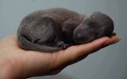 houndgrey:  Something most people never get to see:a four-day-old greyhound puppy. Photo courtesy of Steve Pryor at Planet Greyhound.